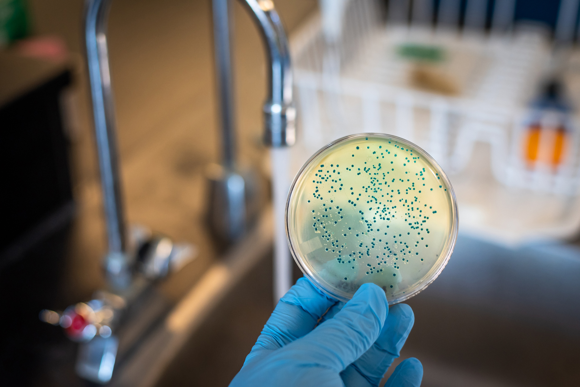 Petri Dish being held up with a blue gloved hand